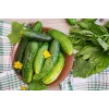 Agurkų Sėklos Srem Cucumber F1 Toraf, 5g Pakuotė