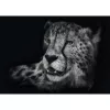 Ashley Rader: Speed - Gepard, In the Sign of Grace, Dėlionė 1000 Detalių