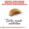 Sausas kačių ėdalas Royal Canin British Shorthair Kitten 2 kg – vištiena, 38% baltymų, 20% riebalų, augimo formulė
