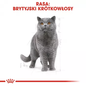 Šlapias ėdalas katėms Royal Canin British Shorthair Adult maišelyje 85 g, paukštiena, ROYAL CANIN Feline Breed Nutrition