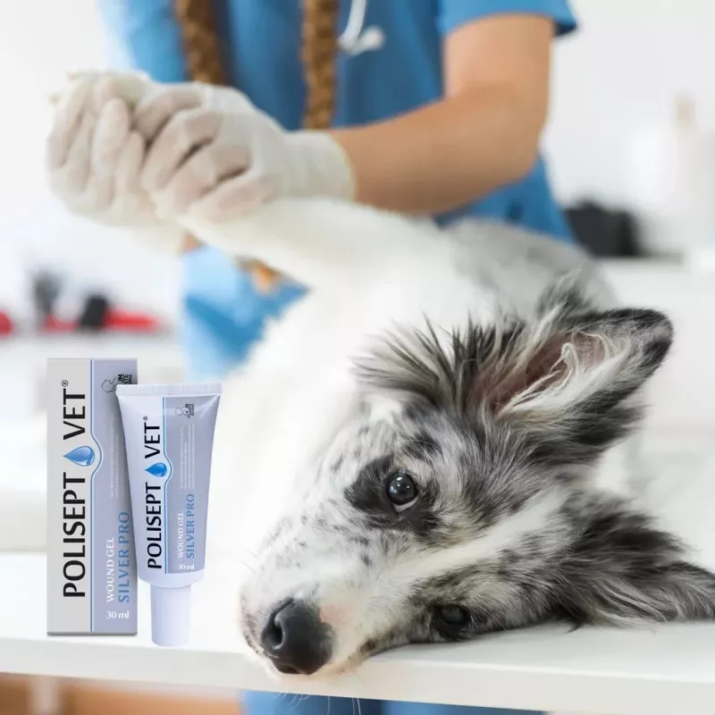 Žaizdų gelis JM Sante Polisept Vet Silver Pro 30 ml – vietinė priežiūra šunims ir katėms