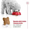 Sausas šunų ėdalas Royal Canin Adult Mini S 8 kg – visavertė mityba mažų veislių suaugusiems šunims