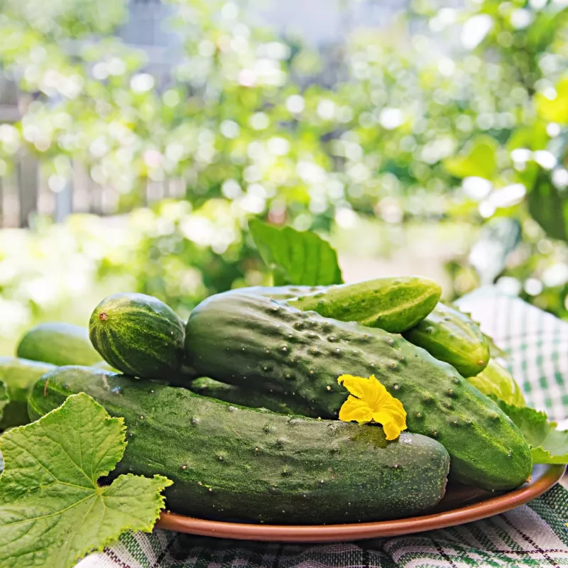 Agurkų sėklos Apte Cucumber Portal F1 — juosta 6 m, vidutinio ankstyvumo hibridas rauginimui