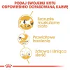 Sausas kačių ėdalas Royal Canin Siamese 2 kg – suaugusioms, paukštiena, baltymai 38%, riebalai 16%