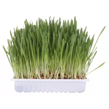 Žolė katėms Trixie TRIXIE 100 g – miežių žolė suaugusioms katėms, kartoninė pakuotė