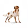 Royal Canin SHN Medium Adult sausas maistas šunims, 15 kg