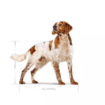 Sausas šunų ėdalas Royal Canin SHN Medium Adult 15 kg – pilnavertė mityba suaugusiems vidutinių veislių šunims