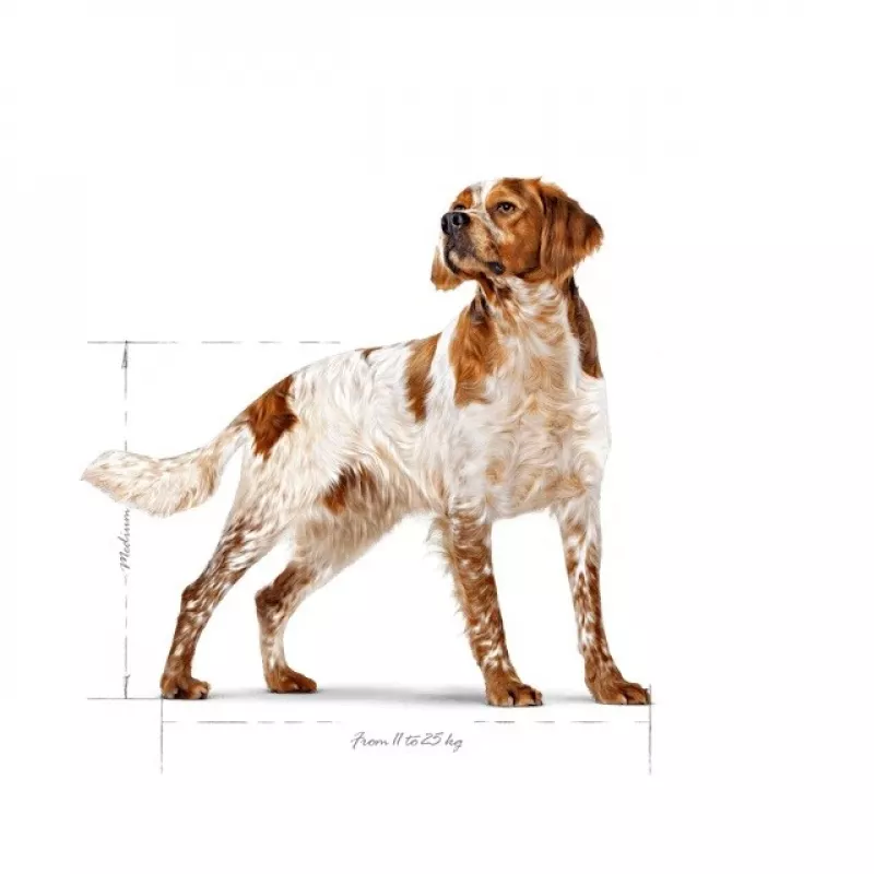 Royal Canin SHN Medium Adult sausas maistas šunims, 15 kg