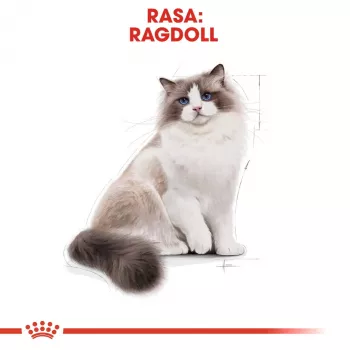 Sausas kačių ėdalas Royal Canin Ragdoll Adult 2 kg – vištiena, 32% baltymų, 18% riebalų