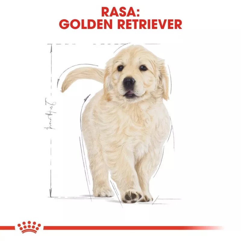Sausas šunų ėdalas Royal Canin Golden Retriever Junior 12 kg – paukštiena, 29% baltymų, 16% riebalų