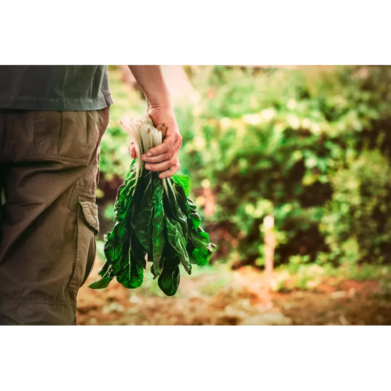 Lucullus Leaf Beet Toraf daržovių sėklos, 5g pakuotė