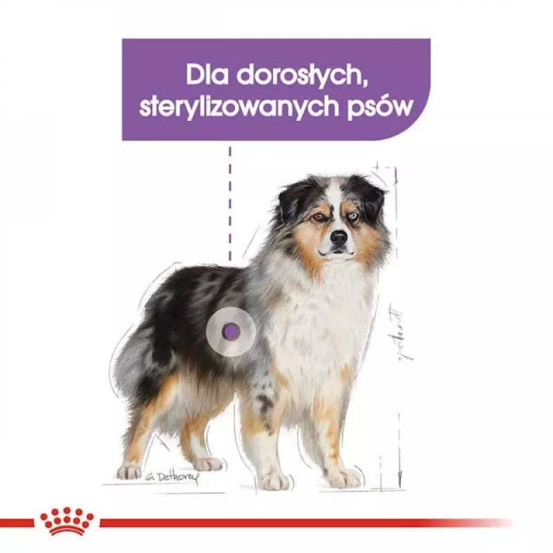 Sausas šunų ėdalas Royal Canin Medium Sterilised Adult 12 kg – sterilizuotiems vidutinių veislių suaugusiems šunims, paukštiena, baltymai 28%, riebalai 13%