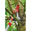 Genėjimo žirklės WOLF-Garten RC-VM ANVIL PROFI
