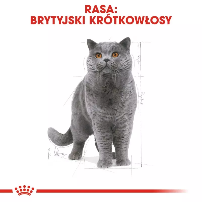 Royal Canin British Shorthair Adult sausas ėdalas katėms 4 kg