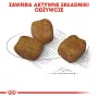 Sausas šunų ėdalas Royal Canin Mini Dental Care 3 kg – suaugusioms mažų veislių šunims, paukštienos skonio, dantų priežiūrai