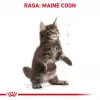 Sausas kačių ėdalas Royal Canin Maine Coon Kitten 2 kg – paukštiena, baltymai 36%, riebalai 23%