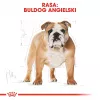 Sausas šunų ėdalas Royal Canin Bulldog Adult 12 kg – suaugusiems buldogams, vištienos skonis, 24% baltymų, 14% riebalų
