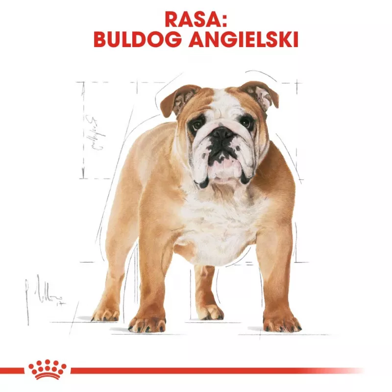 Sausas šunų ėdalas Royal Canin Bulldog Adult 12 kg – suaugusiems buldogams, vištienos skonis, 24% baltymų, 14% riebalų