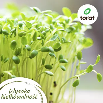 Toraf Tomato Seed Set Eden - 8 pakeliai