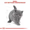 Sausas kačių ėdalas Royal Canin British Shorthair Kitten 2 kg – vištiena, 38% baltymų, 20% riebalų, augimo formulė