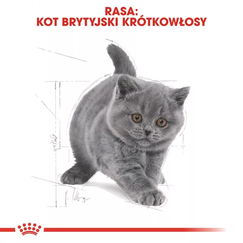 Sausas kačių ėdalas Royal Canin British Shorthair Kitten 2 kg – vištiena, 38% baltymų, 20% riebalų, augimo formulė