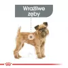 Sausas šunų ėdalas Royal Canin Mini Dental Care 3 kg – suaugusioms mažų veislių šunims, paukštienos skonio, dantų priežiūrai