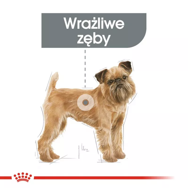 Sausas šunų ėdalas Royal Canin Mini Dental Care 3 kg – suaugusioms mažų veislių šunims, paukštienos skonio, dantų priežiūrai