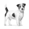 Sausas šunų ėdalas Royal Canin Anallergenic Small 1,5 kg – hipoalerginė suaugusių mažų veislių formulė