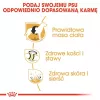 Sausas šunų ėdalas Royal Canin Labrador Retriever Adult 12 kg – paukštiena, 30% baltymų, 13% riebalų
