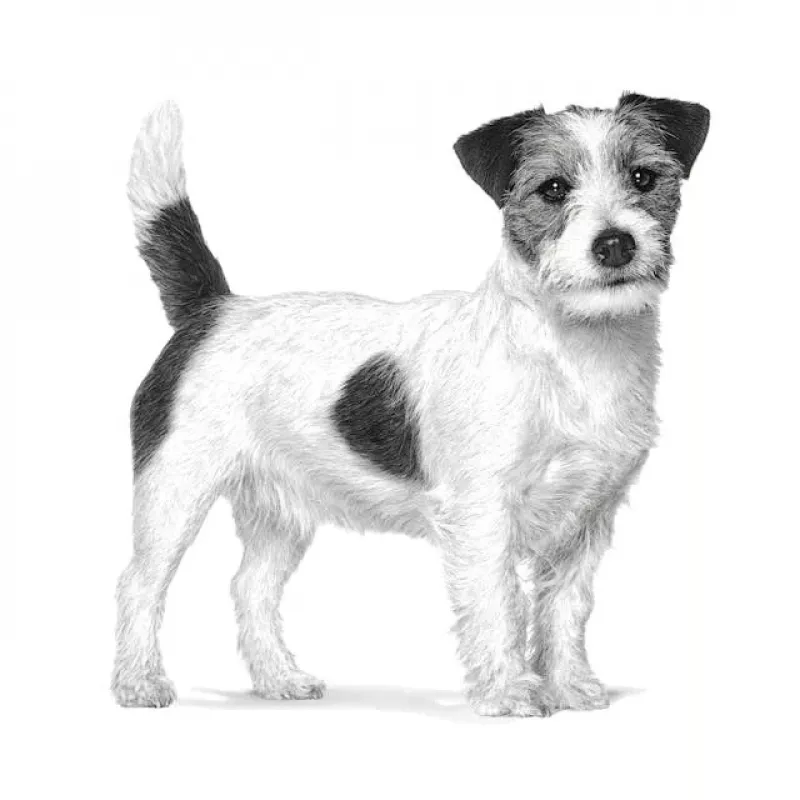 Sausas šunų ėdalas Royal Canin Anallergenic Small – hipoalerginis maistas mažiems suaugusiems šunims, 3 kg, mėsos skonis, be glitimo ir cukraus
