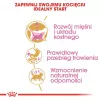 Sausas kačių ėdalas Royal Canin British Shorthair Kitten 2 kg – vištiena, 38% baltymų, 20% riebalų, augimo formulė