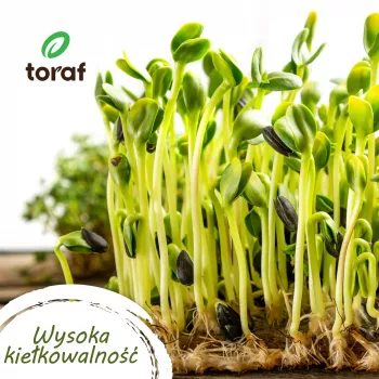 Toraf Summer Flavors Seed Set - 7 pakuočių