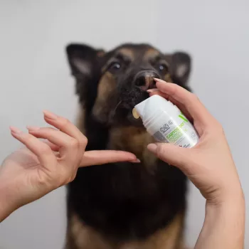 Dantų pasta šunims VETEXPERT Caryodent Enzymatic 50 ml – veterinarinė burnos priežiūra, 50 g, be cukraus, be glitimo
