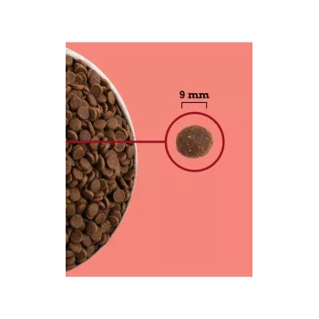 ACANA Highest Protein Indoor Cat - sausas kačių ėdalas - 4,5 kg