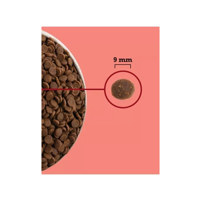 ACANA Highest Protein Indoor Cat - sausas kačių ėdalas - 4,5 kg