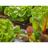 Žarnos jungtis Gardena 13211-20 plastikinė juoda 10 vnt.