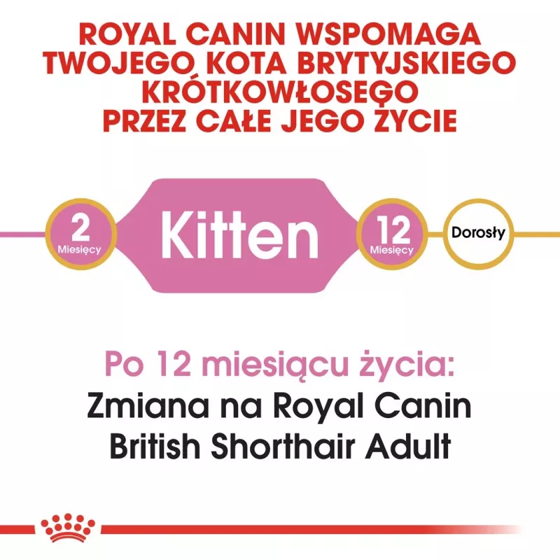 Sausas kačių ėdalas Royal Canin British Shorthair Kitten 2 kg – vištiena, 38% baltymų, 20% riebalų, augimo formulė