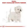 Royal Canin BHN West Highland White Terrier Adult - sausas ėdalas suaugusiems šunims - 3 kg