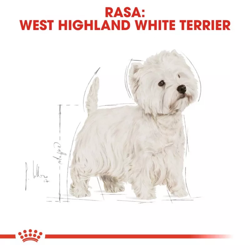 Royal Canin BHN West Highland White Terrier Adult - sausas ėdalas suaugusiems šunims - 3 kg