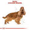 Royal Canin Cocker Adult 12 kg — sausas šunų ėdalas vištiena, 25% baltymų, 14% riebalų