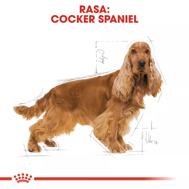 Royal Canin Cocker Adult 12 kg — sausas šunų ėdalas vištiena, 25% baltymų, 14% riebalų