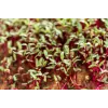 Daigintų ridikėlių sėklos China Rose, 20g pakuotė