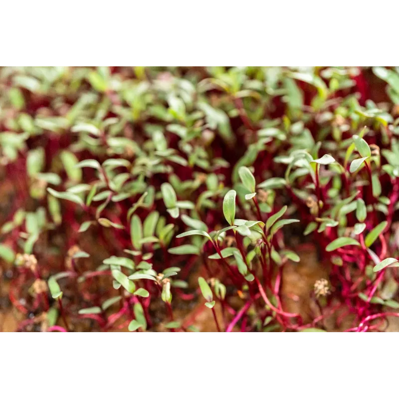 Daigintų ridikėlių sėklos China Rose, 20g pakuotė