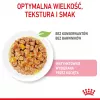 Royal Canin Feline Health Nutrition Kitten Instinctive drebučiuose drėgnas pašaras kačiukams, 12 x 85 g