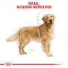 ROYAL CANIN BHN Golden Retriever sausas šunų maistas - 12kg