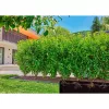 Gardena Micro-Drip-System lašinamoji laistymo linija, 50 m, 1,6 l/val. (13504-20)