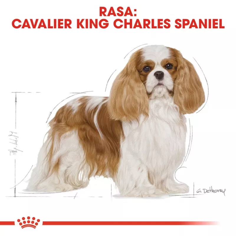 Sausas šunų ėdalas Royal Canin Cavalier King Charles Adult 1,5 kg — Vištiena, Mažos veislės, Oda ir kailis, Širdies palaikymas
