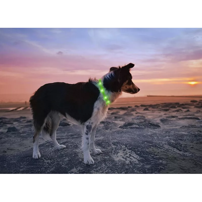 LED antkaklis Anicoll Green šunims ir katėms modelis įkraunamas apšvietimas