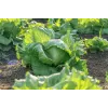 Sėklos Crisp Ice Lettuce Summer Toraf daržovių, 1g pakuotė