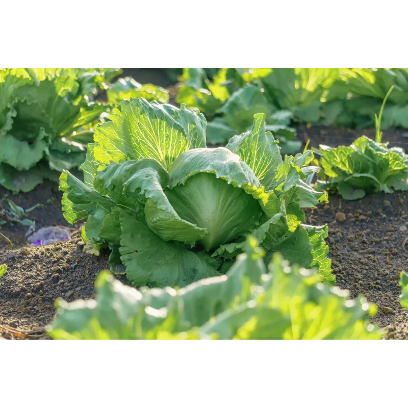 Sėklos Crisp Ice Lettuce Summer Toraf daržovių, 1g pakuotė